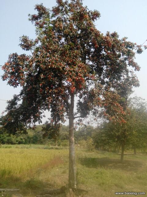 龙胆树，风景树